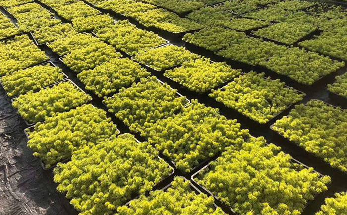 冬季的佛甲草照片