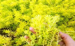 金葉佛甲草的一年價(jià)格走勢(shì)