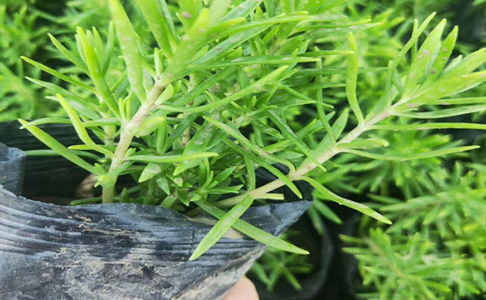 帶扦插的金葉佛甲草苗