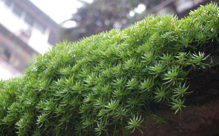 陽臺(tái)上的金葉佛甲草照片