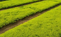 金葉佛甲草的種植效益怎么樣