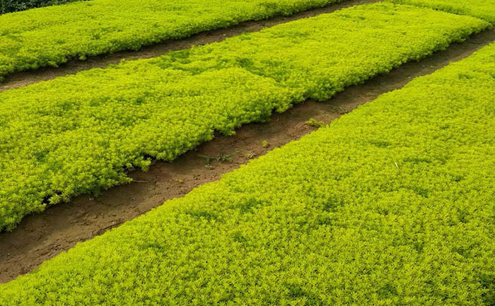 大田里的金葉佛甲草