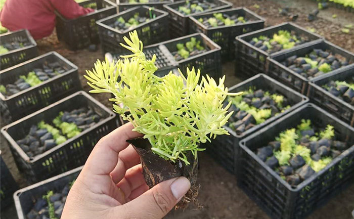 一顆金葉佛甲草的照片