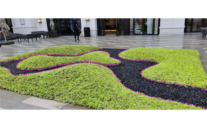 金葉佛甲草應(yīng)用場(chǎng)景照片