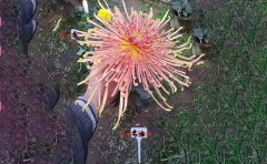 獨(dú)本菊扦插最佳時(shí)間