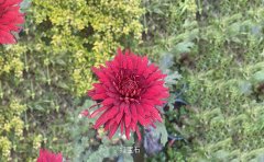 獨(dú)本菊的養(yǎng)殖全過程