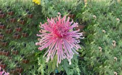 獨(dú)本菊叫嫁接菊嗎