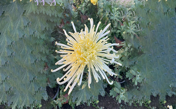 獨(dú)本菊照片