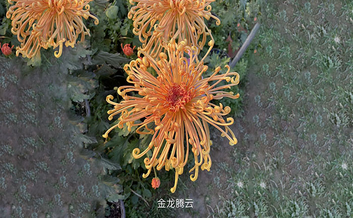 獨(dú)本菊品種金龍騰云實(shí)拍照片
