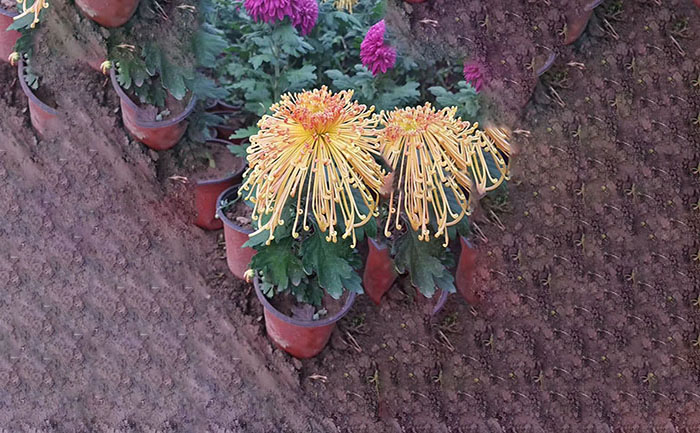 獨(dú)本菊品種金魚騰飛實(shí)拍照片