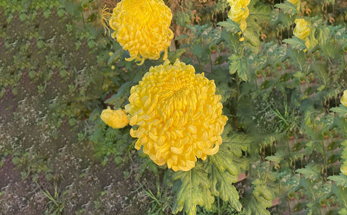 獨(dú)本菊品種大黃花實(shí)拍照片