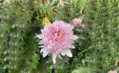 獨(dú)本菊和案頭菊的區(qū)別