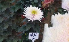 獨(dú)本菊和多頭菊的區(qū)別