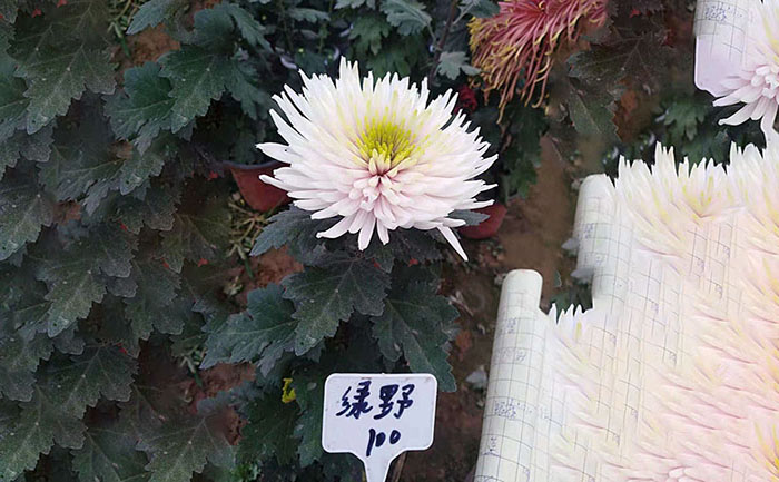 獨本菊品種綠野照片