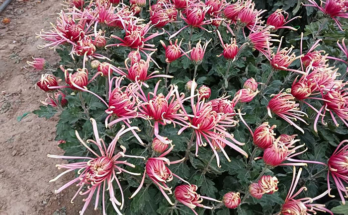 多頭菊品種泉鄉(xiāng)山徑照片