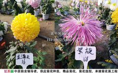 獨(dú)本菊批發(fā)價(jià)格