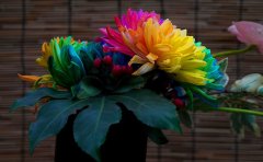 探訪開封菊花基地：從種植到觀賞的全過程