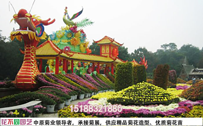 菊花造型-獨(dú)本菊照片