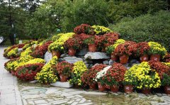 一站式菊花展覽服務(wù)公司