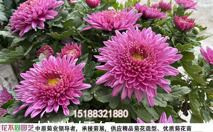 不同品種菊花種苗價格對比圖