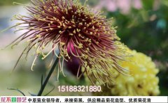 2025菊花種苗批發(fā)全攻略 | 全國(guó)基地直供價(jià)格表