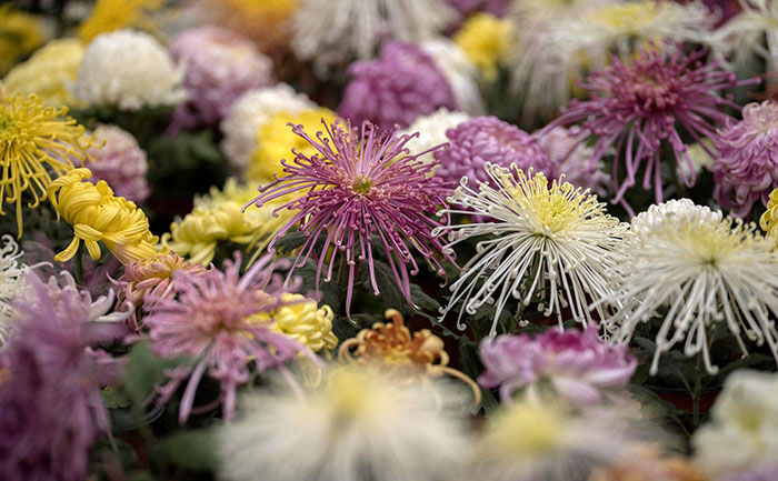 菊花種苗-稀有品種-國華雨晴