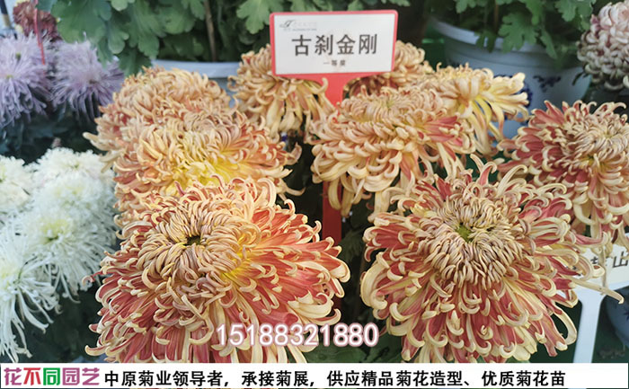 優(yōu)質(zhì)菊花種苗特寫