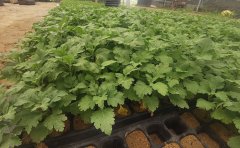 專業(yè)菊花種苗基地｜優(yōu)質(zhì)種苗培育與批發(fā)一站式