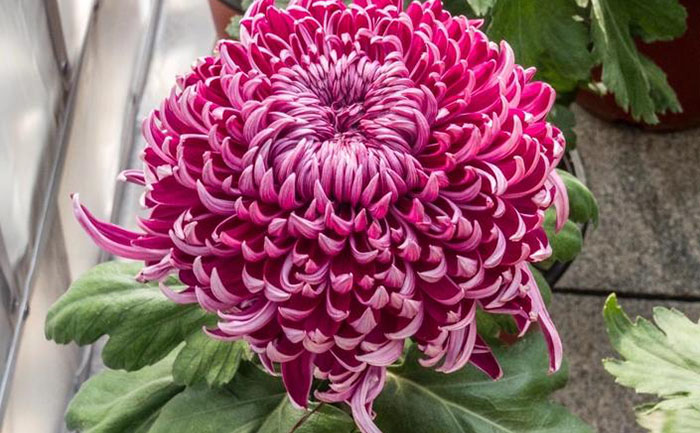 稀有菊花品種展示