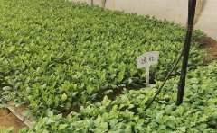 優(yōu)質(zhì)菊花種苗銷售基地 | 專業(yè)培育批發(fā)菊花苗