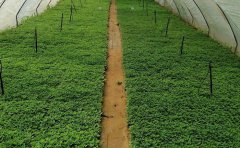 菊花種苗栽培技術(shù)全解析：從育苗到管理的核心