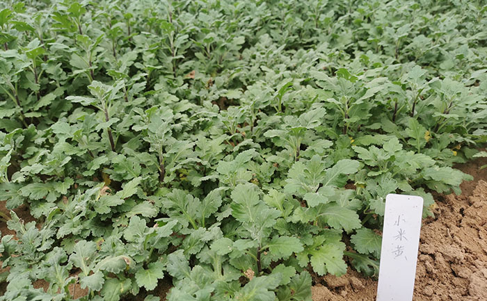 菊花種苗實(shí)拍圖