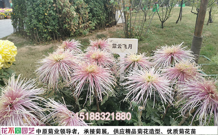 獨(dú)本菊菊花種苗名貴品種