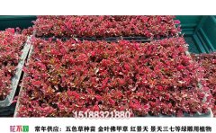 五色草種苗基地 | 專業(yè)景觀造型植物供應(yīng)與種植
