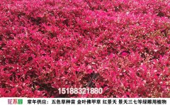 五色草花期管理｜開花周期與延長技巧全解析