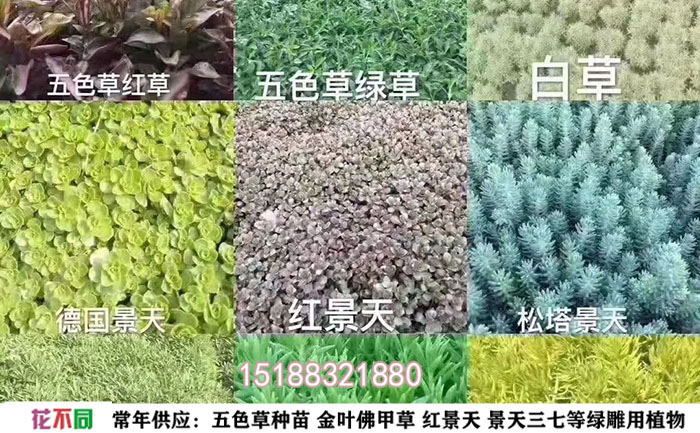 多個(gè)五色草顏色樣圖