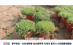 五色草價格解析：2025年市場行情及選購指南 | 五