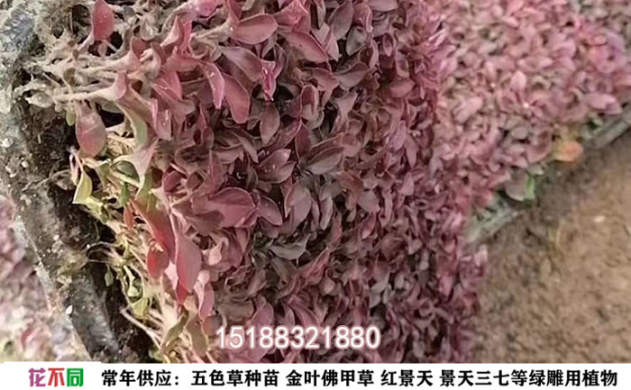 五色草穴盤(pán)苗實(shí)拍圖