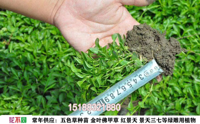 五色草穴盤苗養(yǎng)護(hù)照片