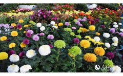 大地景觀燈光夜游設(shè)計指南：打造沉浸式夜間體