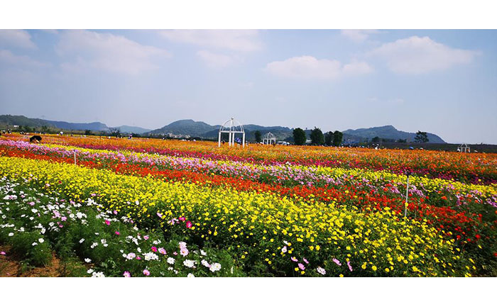 低成本花海照片