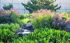 石竹宿根花卉種植指南｜品種選擇與四季養(yǎng)護(hù)技