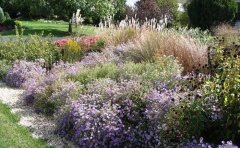 耬斗菜宿根花卉栽培技術(shù)｜耐寒品種選育與花期