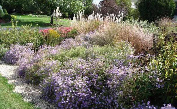 耬斗菜宿根花卉種植案例