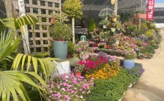 宿根花卉園林景觀設(shè)計(jì)方案｜生態(tài)規(guī)劃與智能養(yǎng)