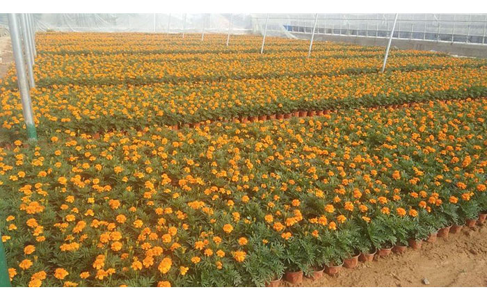 孔雀草基地現(xiàn)場(chǎng)實(shí)拍圖