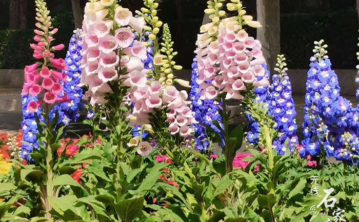 陽臺(tái)草花品種照片