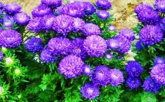 草花爆盆養(yǎng)護7大核心技巧｜從選盆到催花的科學