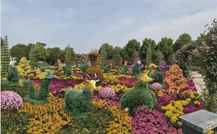 菊花花海設(shè)計(jì)施工落地項(xiàng)目實(shí)景圖