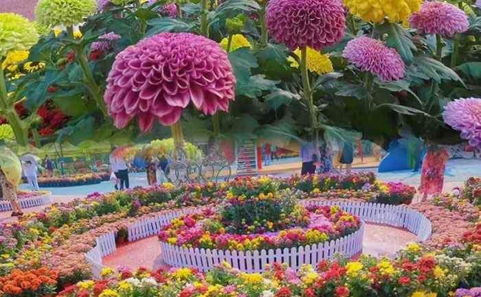 菊花花海種苗開花圖片